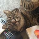 PapírCicus (Nő) - HeavenFace online, magyar, chat, csevegés, ismerkedés, társkeresés